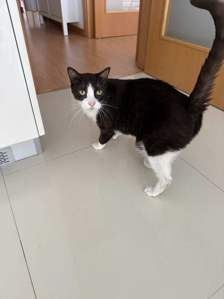 Gata Adulto para Adoção