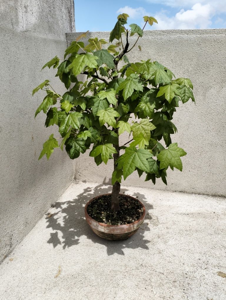 Bonsai liquidambar