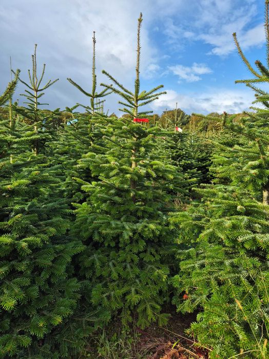Jodła Kaukaska z plantacji cięta lub w donicy - tuchoinki.pl PLANTACJE
