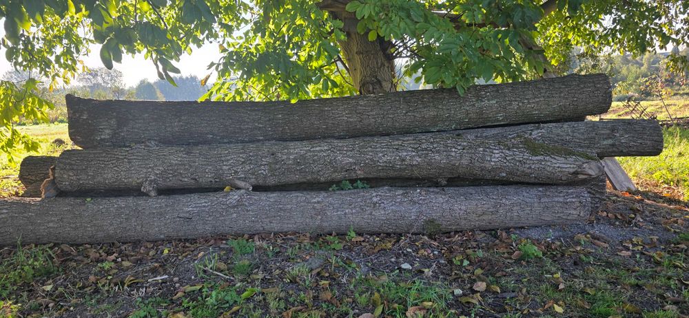 Sprzedam  kłody dębowe – 13 sztuk – wyjątkowa okazja!