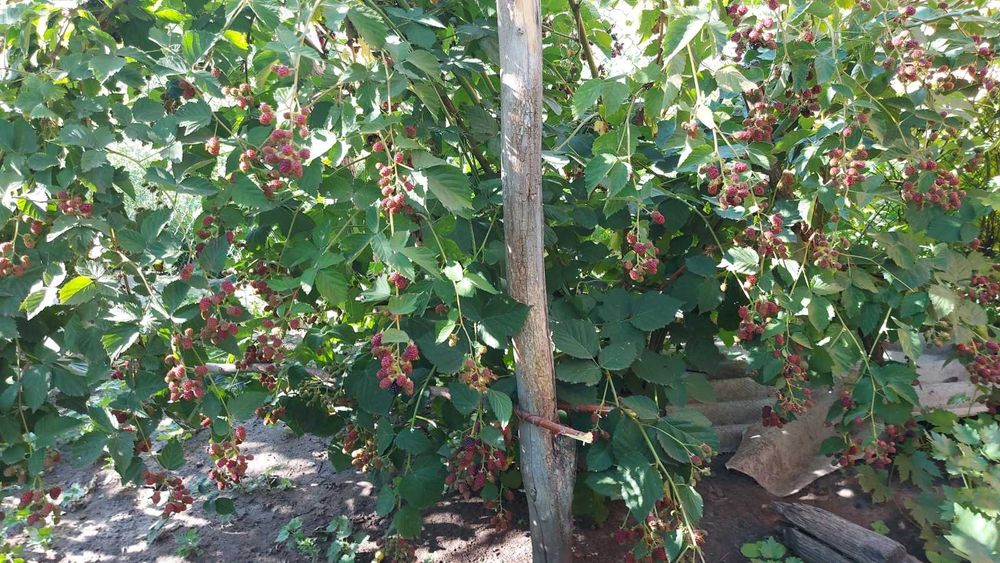 Еже-малина ежевика и др