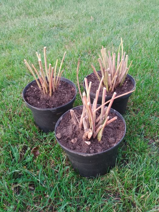 Sadzonki hibiskusa bagiennego