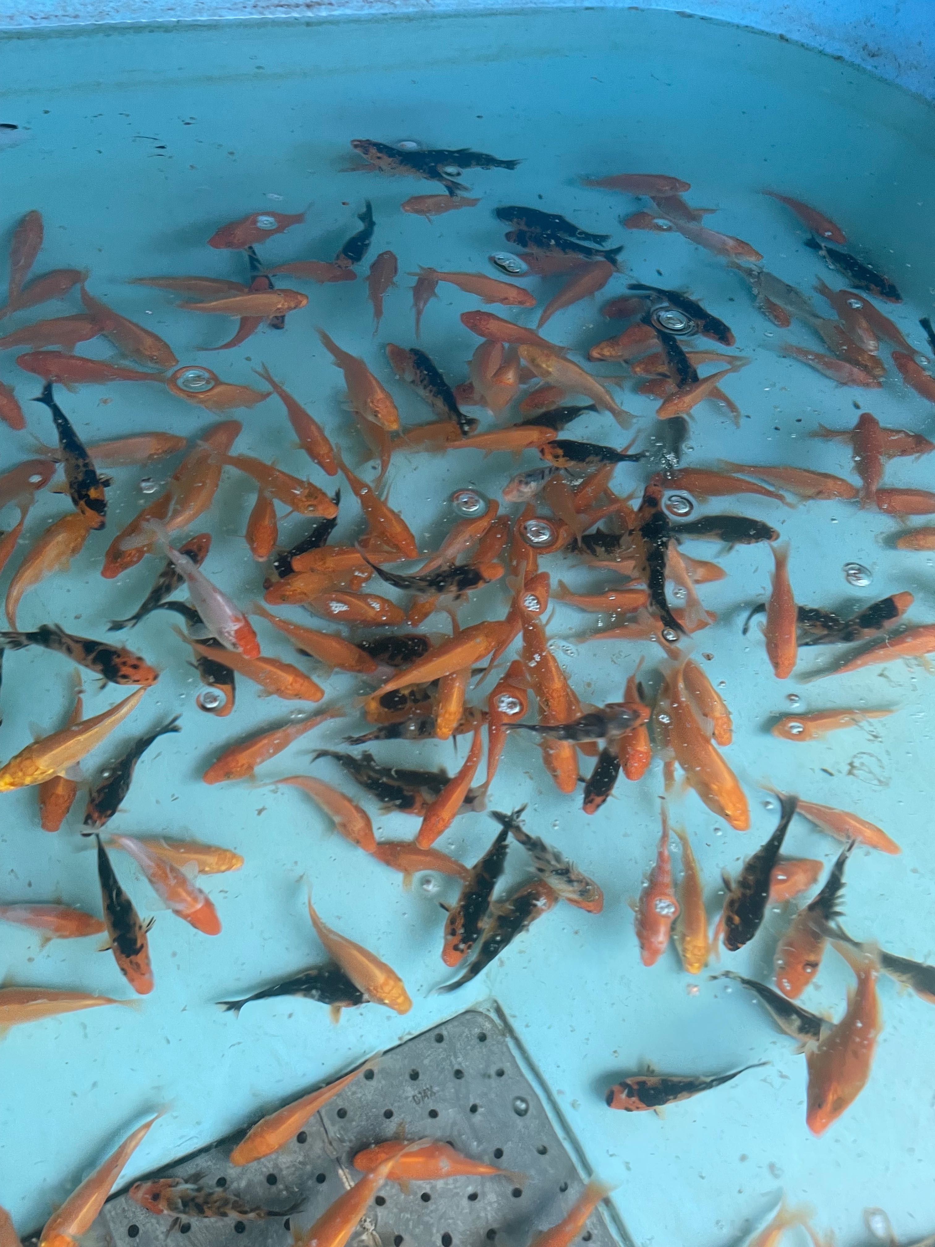 Karp koi narybek ok 8cm