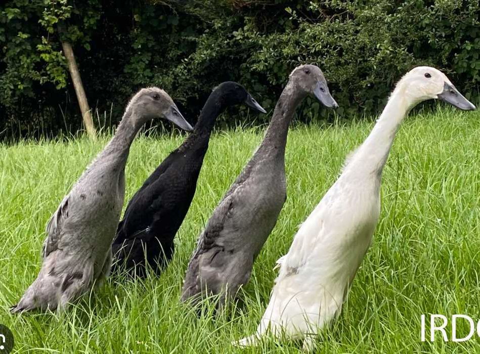 Indian Runners, Patos Indiano Corrente