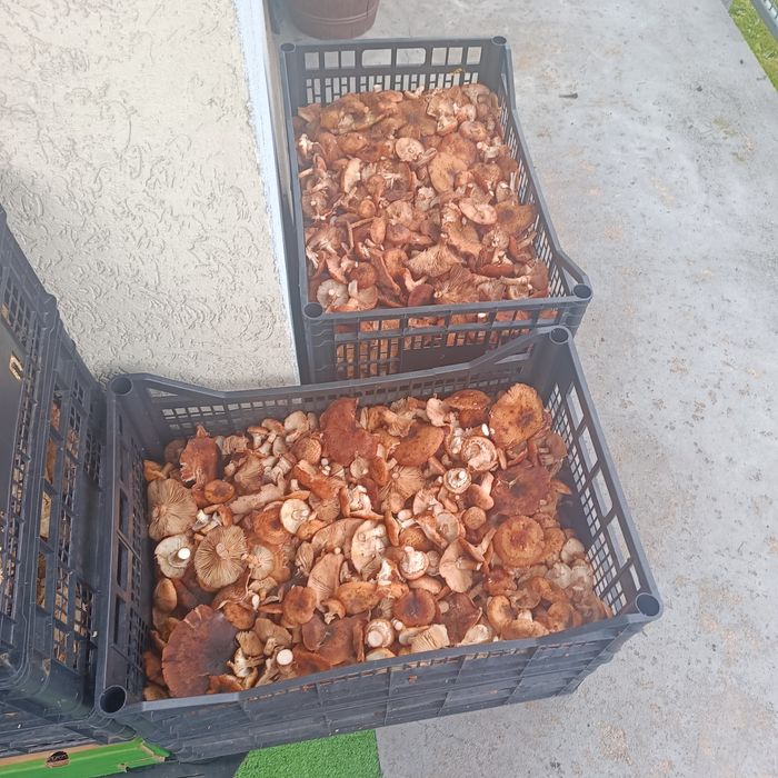 Grzyby świeże Maślak pstry Kurka Podgrzybki Opieńki Kanie