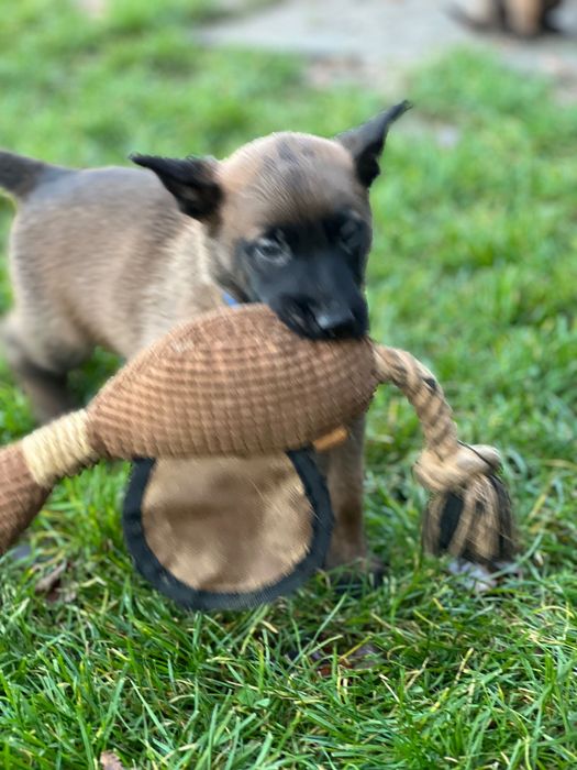 Szczeniak owczarek belgijski