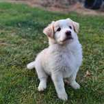 Adonis - szczenię border collie o wyjątkowym umaszczeniu ee-red