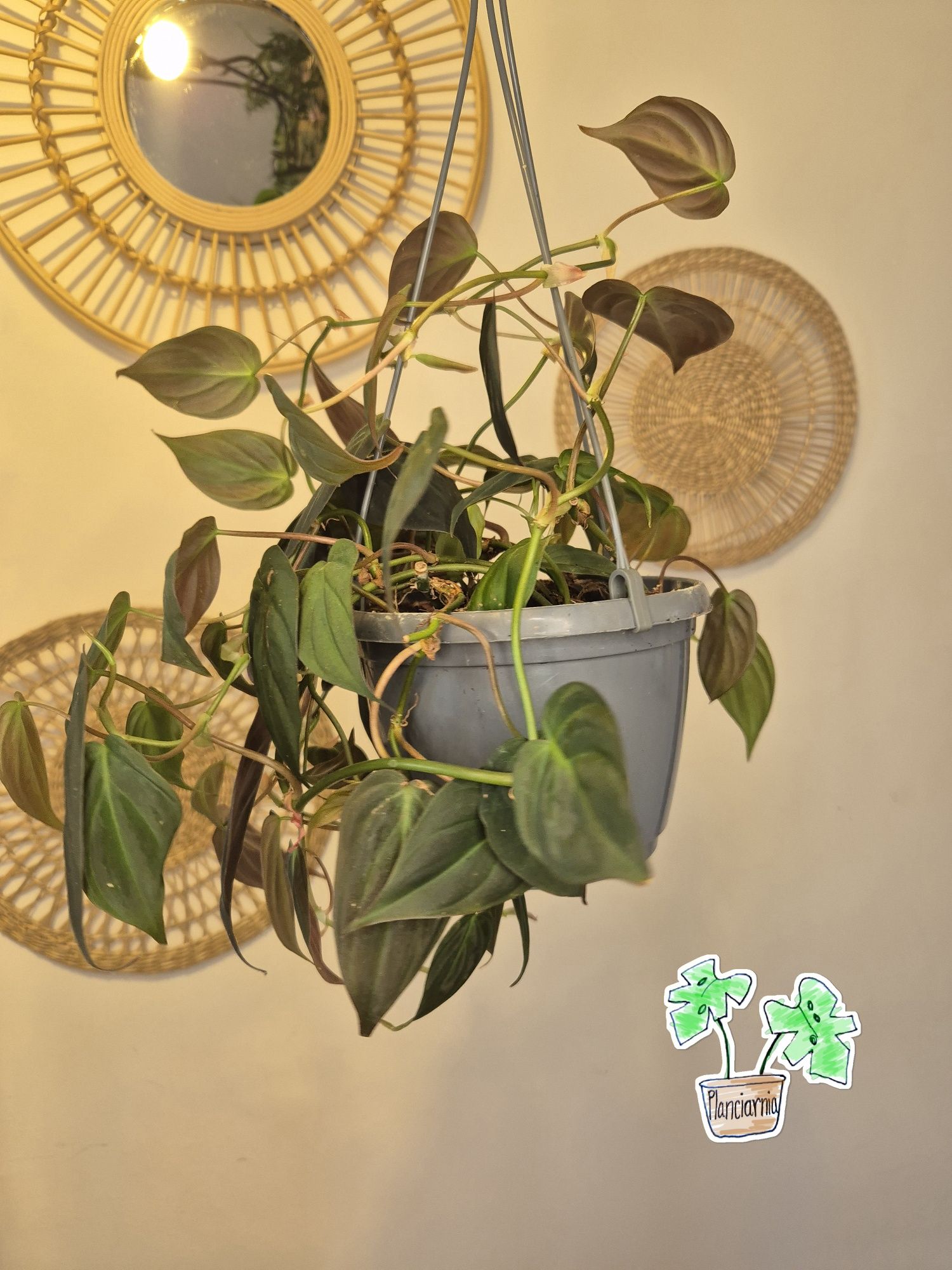 Philodendron scandens micans pnącze