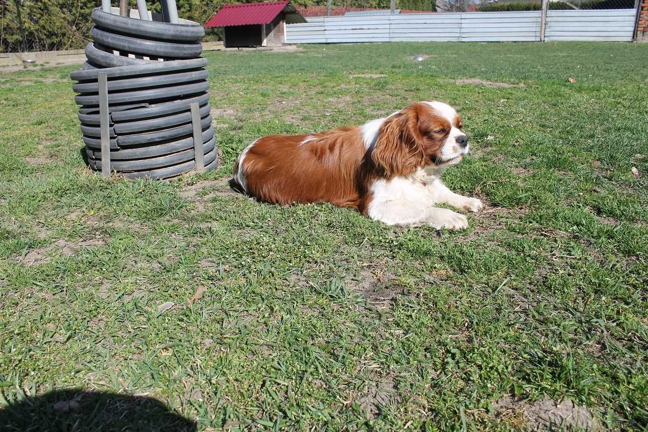 cavalier king charles spaniel reproduktor