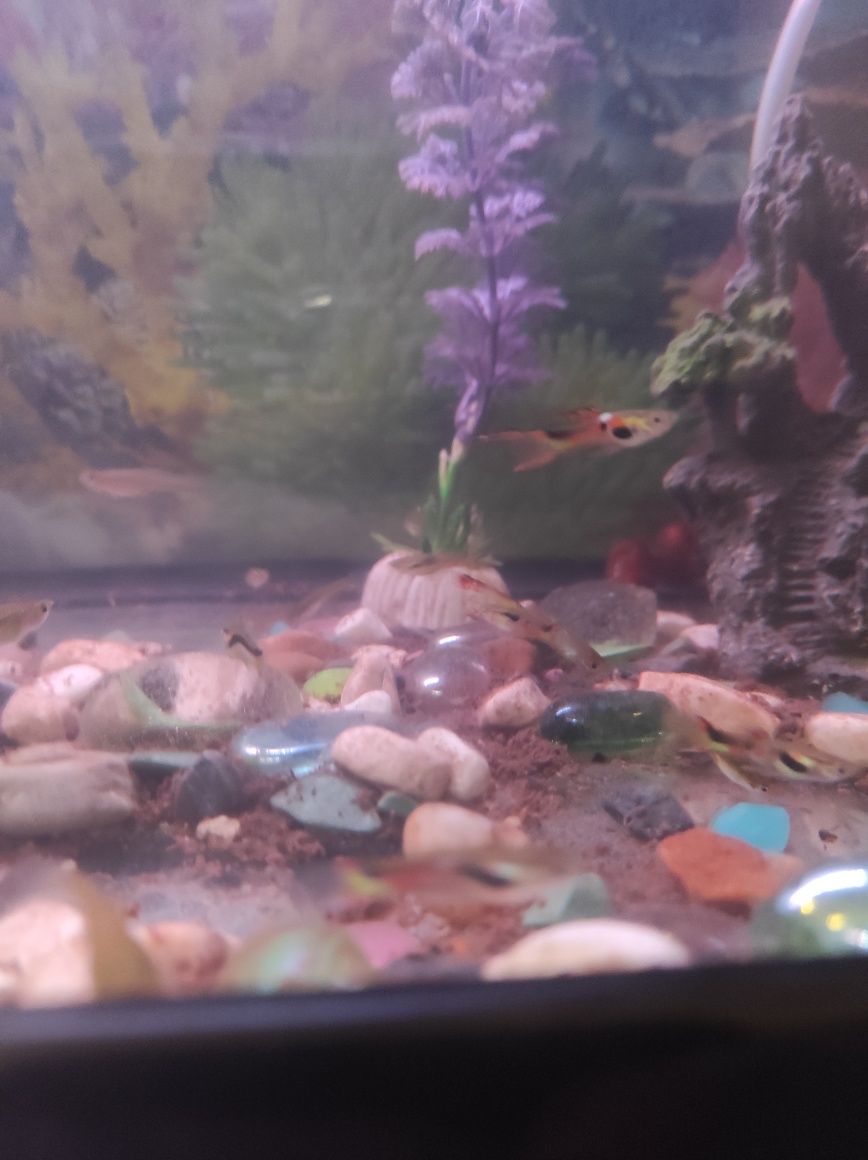 Guppys endler juvenis, machos e fêmea.