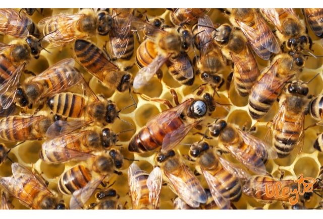 Продам 4х рамочные пакети пчёл