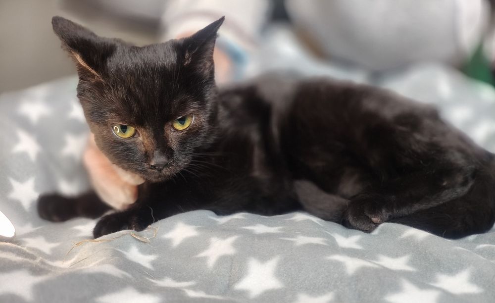 Piękny Gustaw błaga o dom...