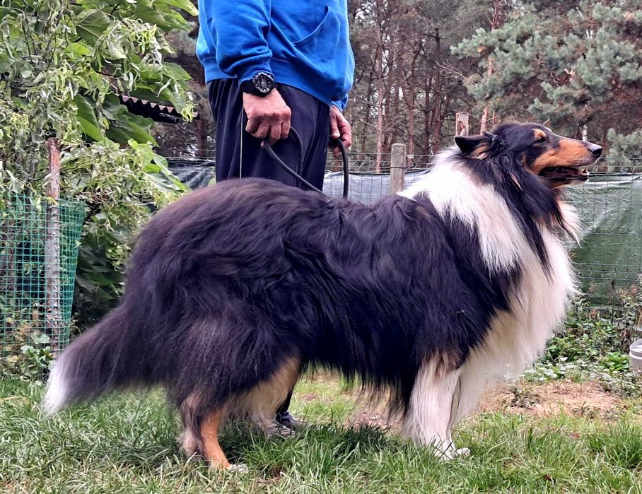 Szczeniaczek Owczarek Szkocki Collie