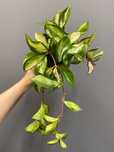 Hoya Carnosa Tricolor (woskownica) Hoja
