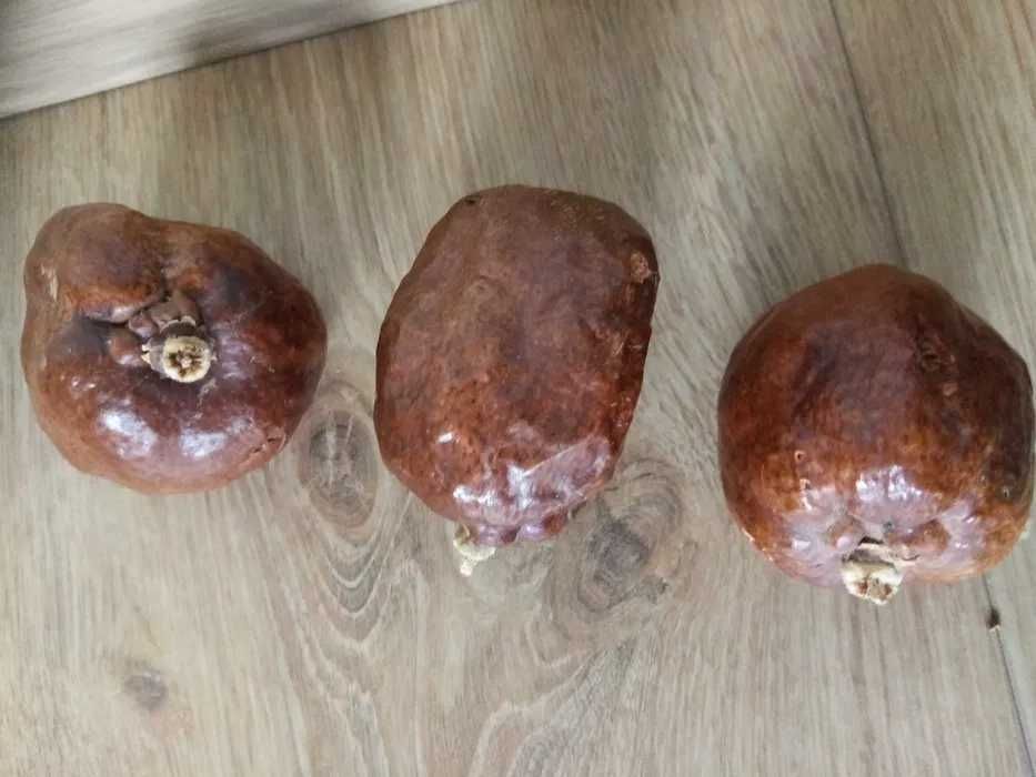 Hyphaene thebaica gigantyczne owoce siewne z Etiopii, świeże , palma