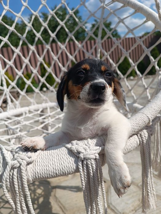 В редком окрасе девочка