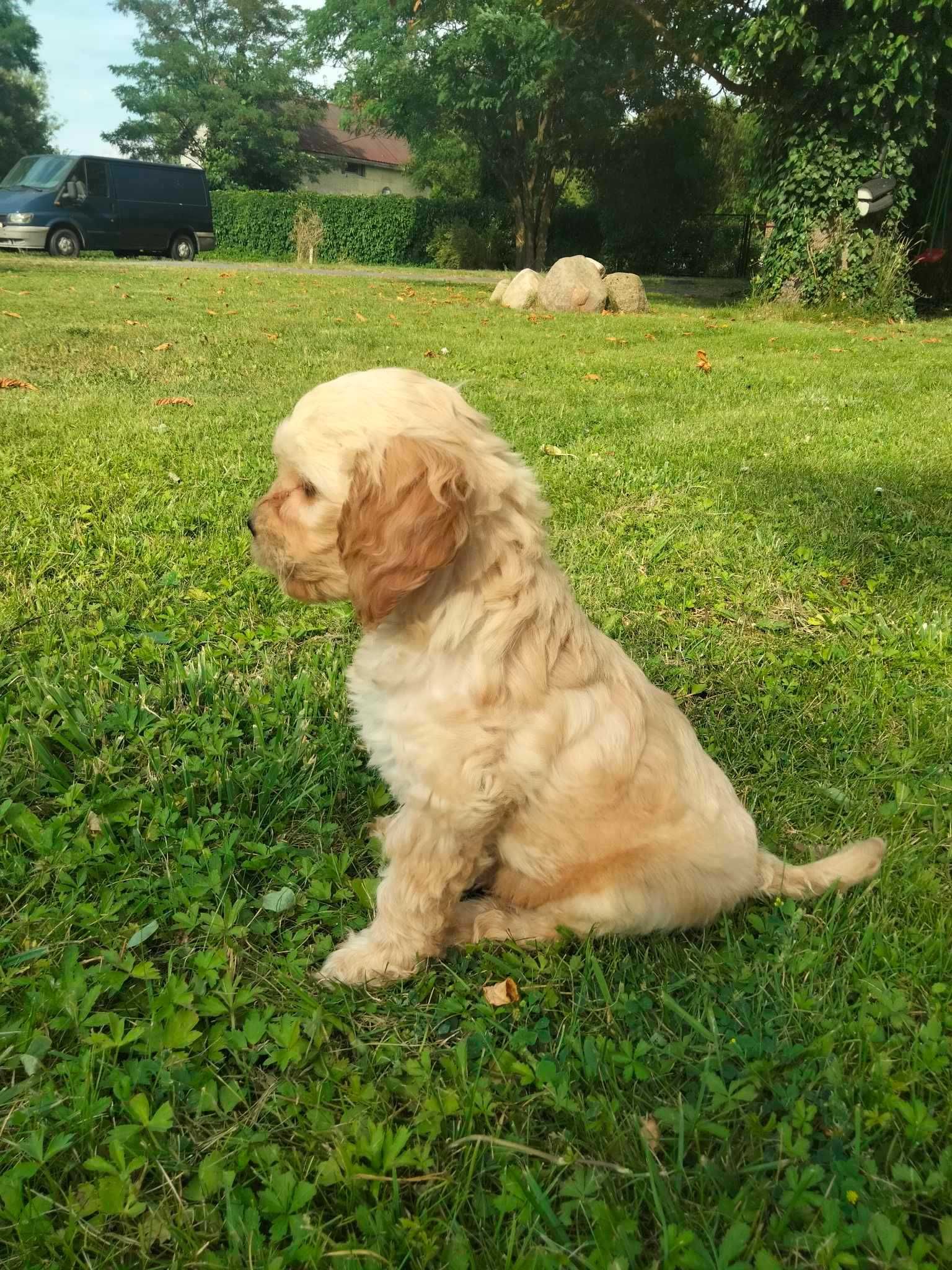 Labradoodle szczenie F1 B