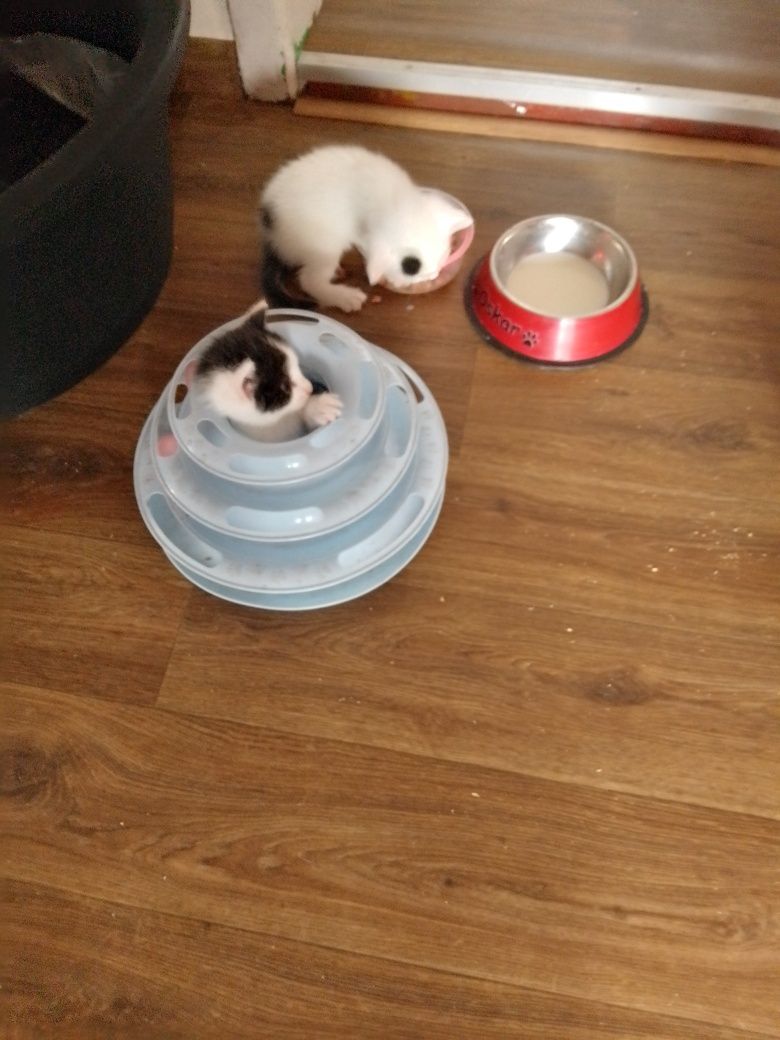 Oddam kotki za darmo w dobre ręce.
