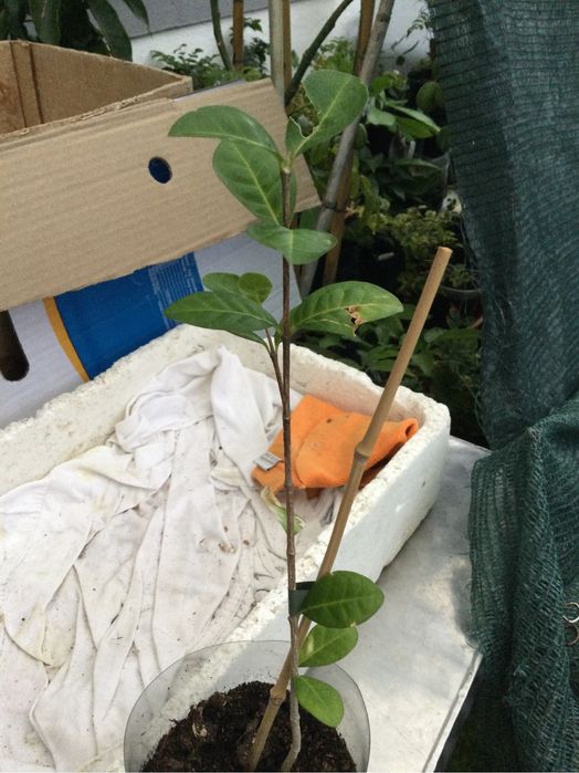 Planta de acerola ,em bom desenvolvimento