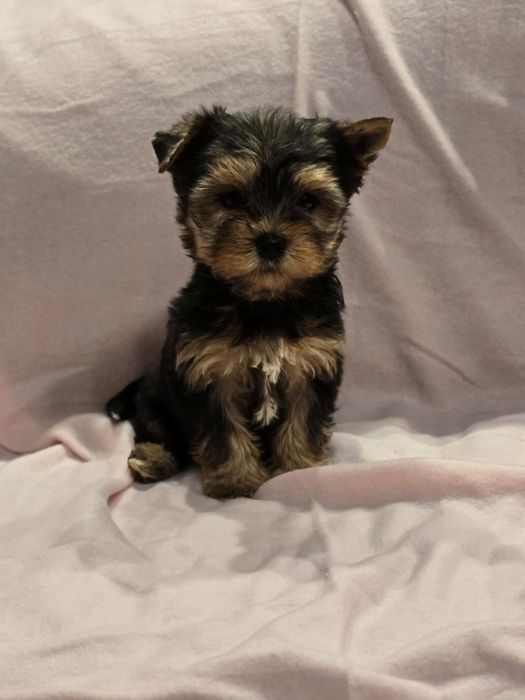 Suczka mini Yorkshire terrier