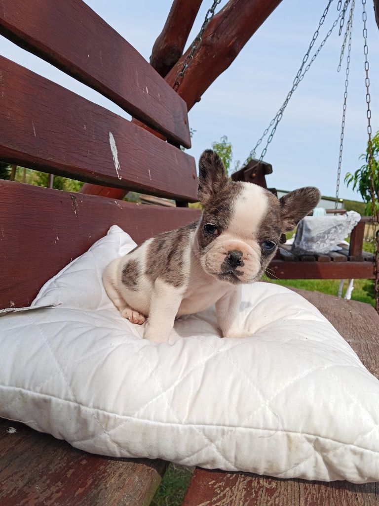 Buldog francuski