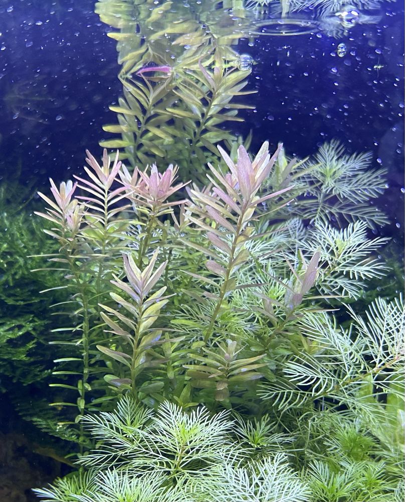 Rotala rotundifolia