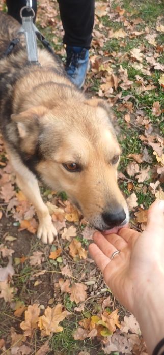 Jogi uroczy psiak szuka domu