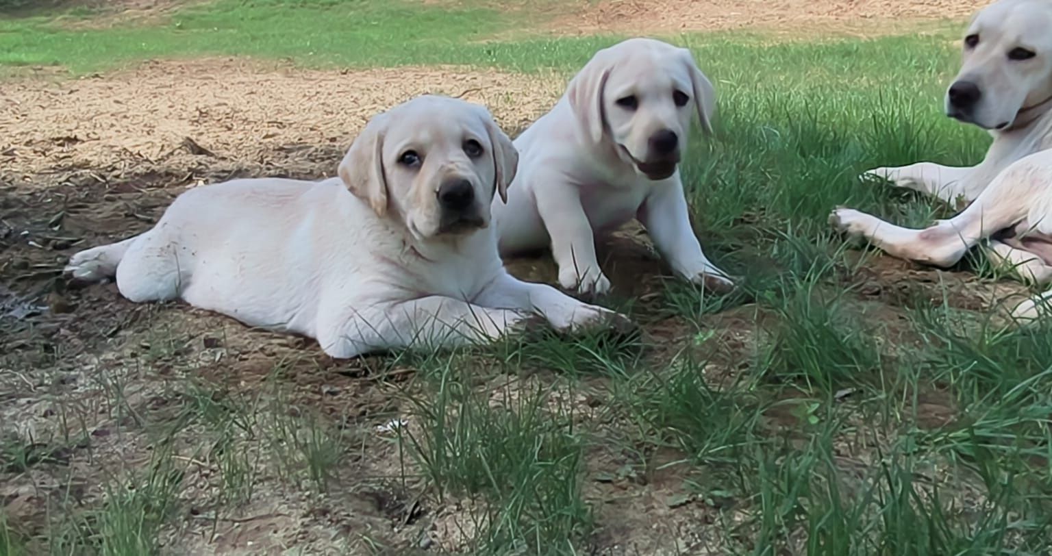 Labrador Retriever