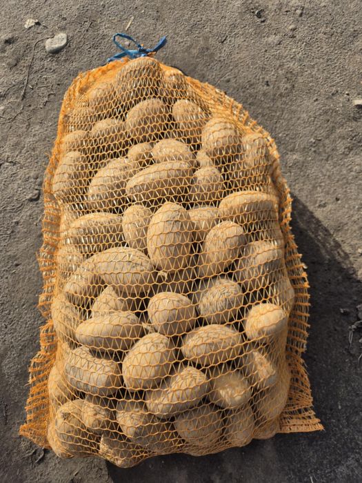 Sprzedam ziemniaki Quenn Anna.