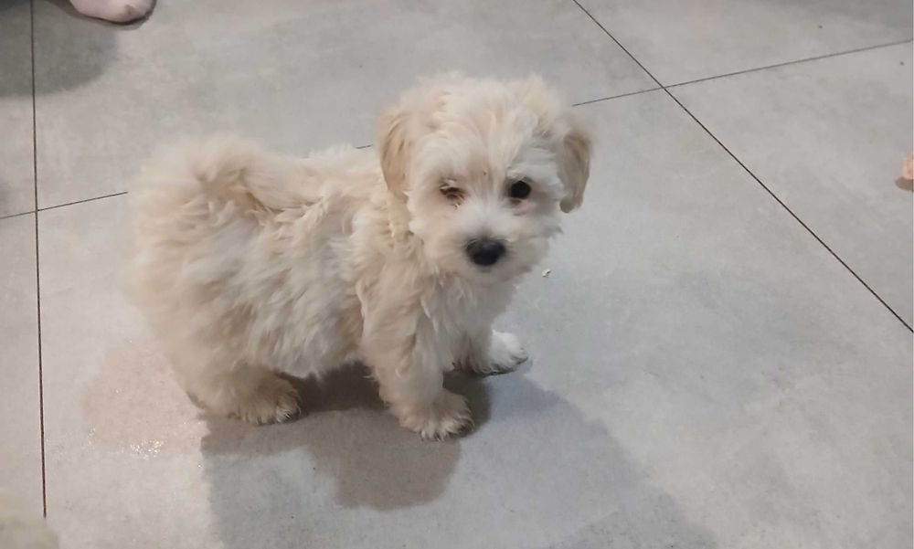 Szczeniaczek maltipoo