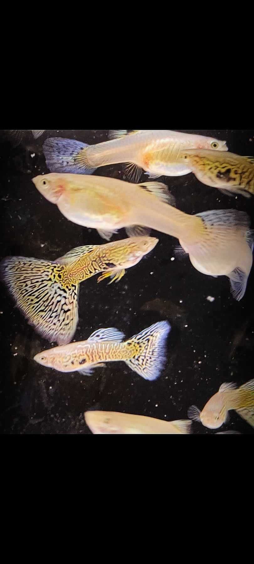 Gupik gupiki White Cobra