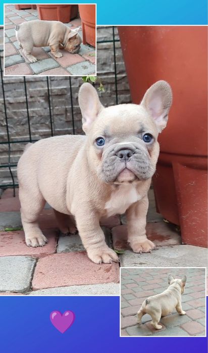 Французик мальчик мини с голубыми глазами