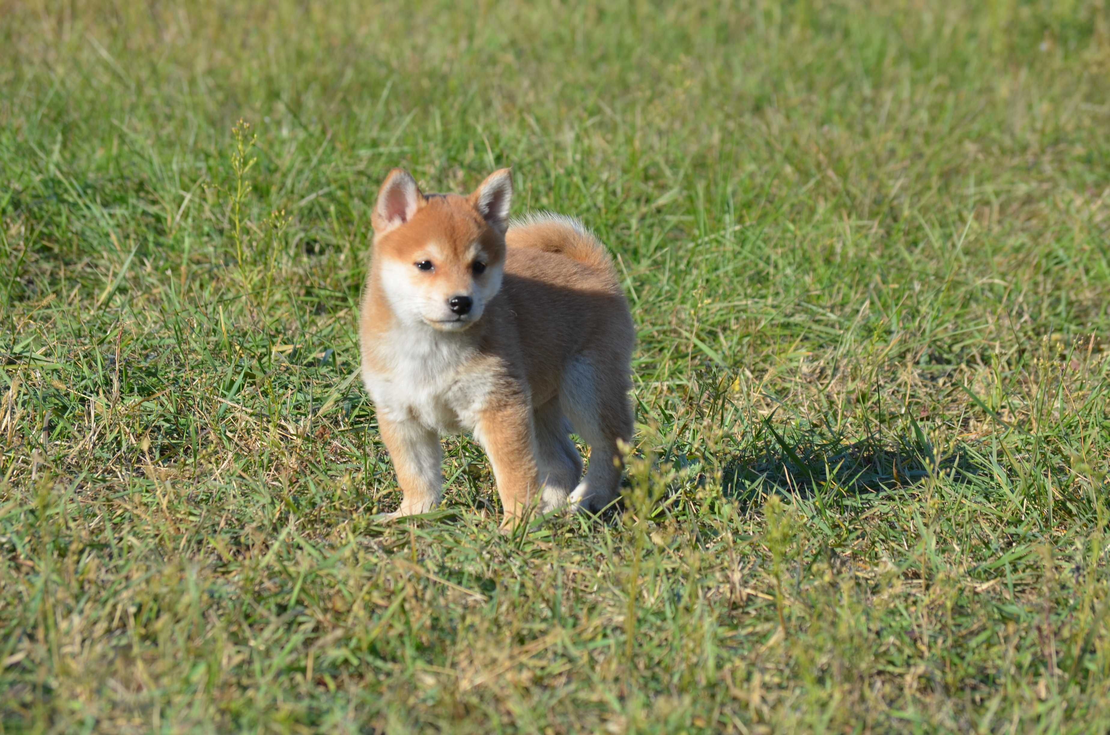 Шиба/Сіба/Shiba, КСУ-FCI! Київ, відправлю в інше місто чи країну