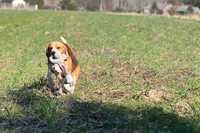 Beagle pies szczenię z Hodowli Championów,100% znani przodkowie_FILM