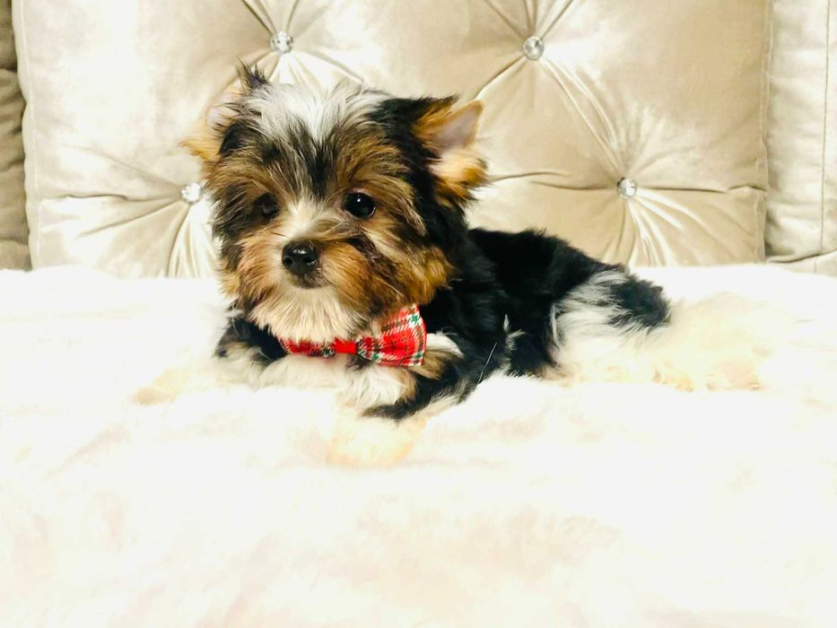 York Biewer - cudeńko malutki luxusowy. Piękna buzia.