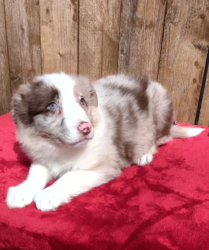 Border collie -piesek red- merle