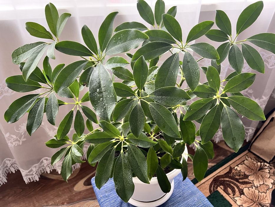 Шефлера, вазон , кімнатна рослина