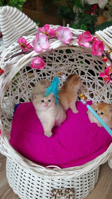 Нежненькие и ручные малыши золотая шиншилла