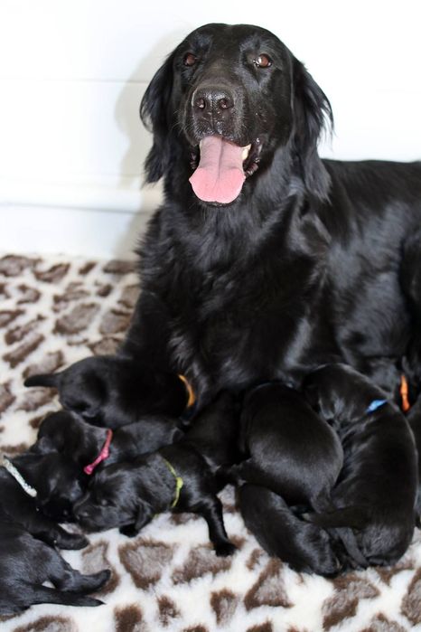 Flat coated retriever czarny piesek
