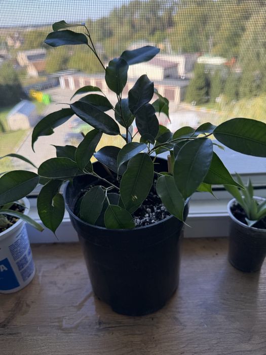 Фікус Бенджаміна саджанець