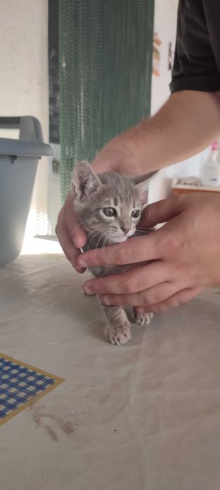 2 gatinhas de 2 meses para adoção responsável