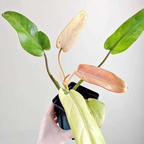 INTERNATIONAL SUPERB! Philodendron Whipple Way filodendron not monster