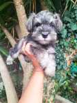 Schnauzer miniatura fêmea