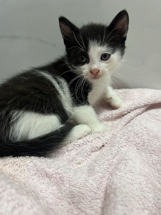 Szukamy domu tymczasowego dla kotki i jej maluszków.