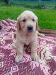 Golden Retriever Suczka PIEKNA