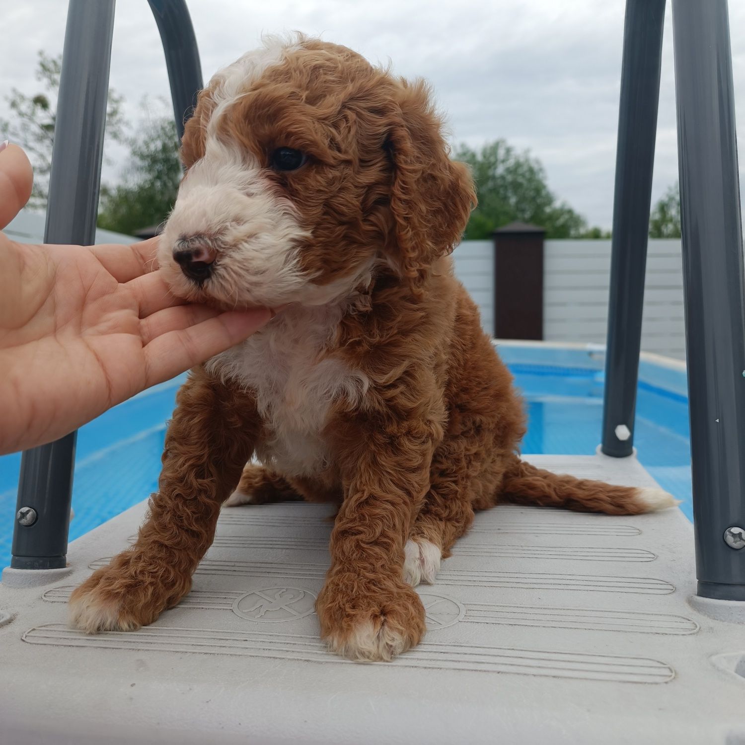 Голдендудль Ф1б. Goldendoodle F1b. Хлопчик. Київ