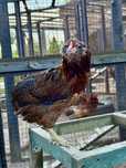 Araucana kura 16 tyg
