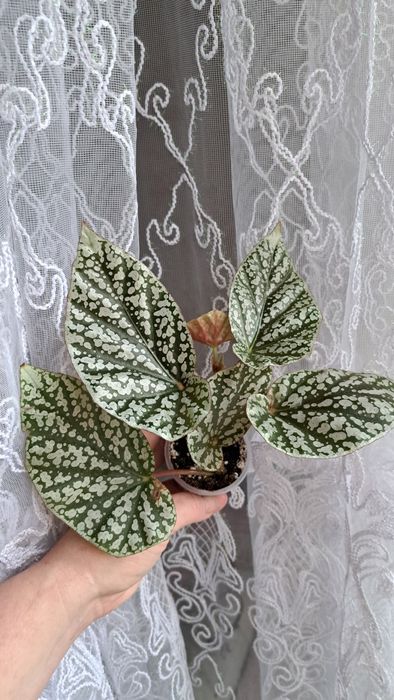 Бегонія Snow Cap