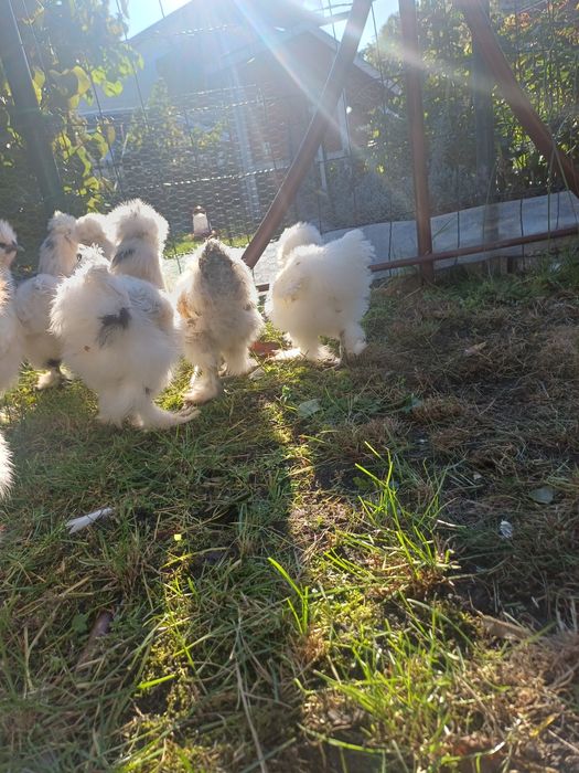 Koguciki silki jedwabiste