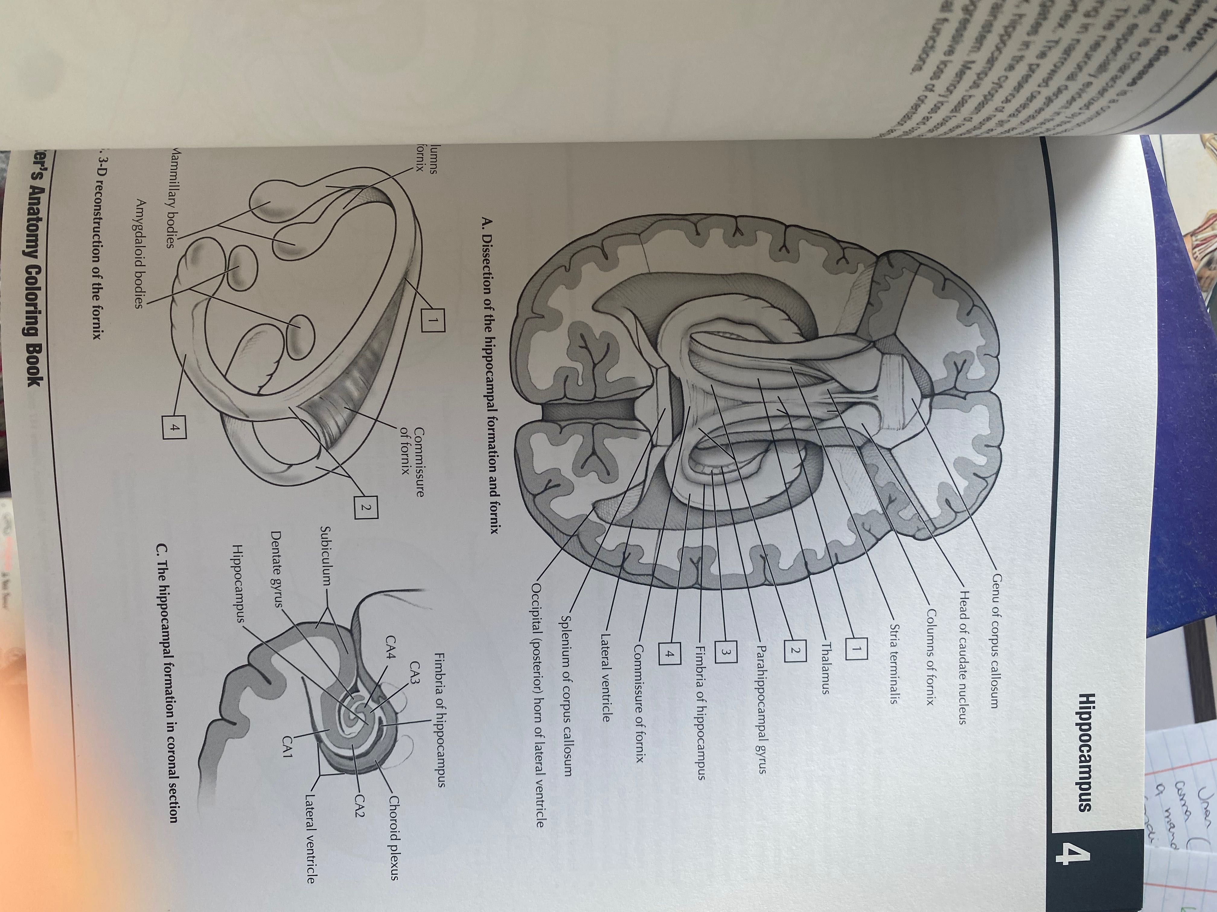 Livro Anatomia Netter colouring book